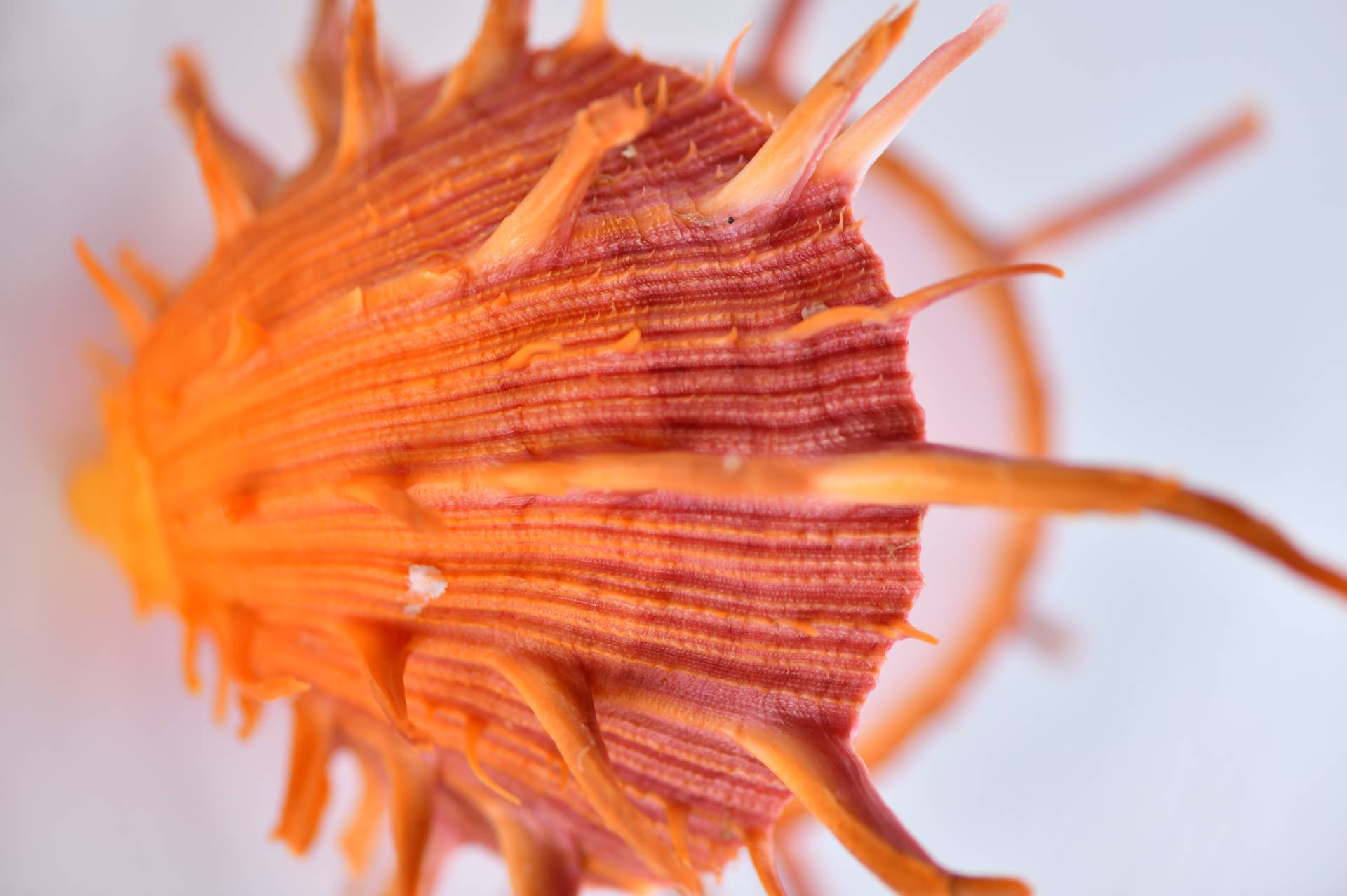 Engage in a World of Seashells